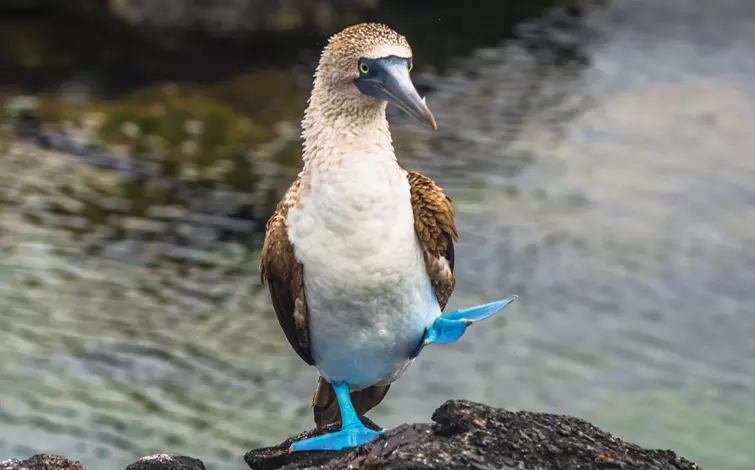 Expedition - Pacific to Caribbean Discovery - featuring the Panama Canal